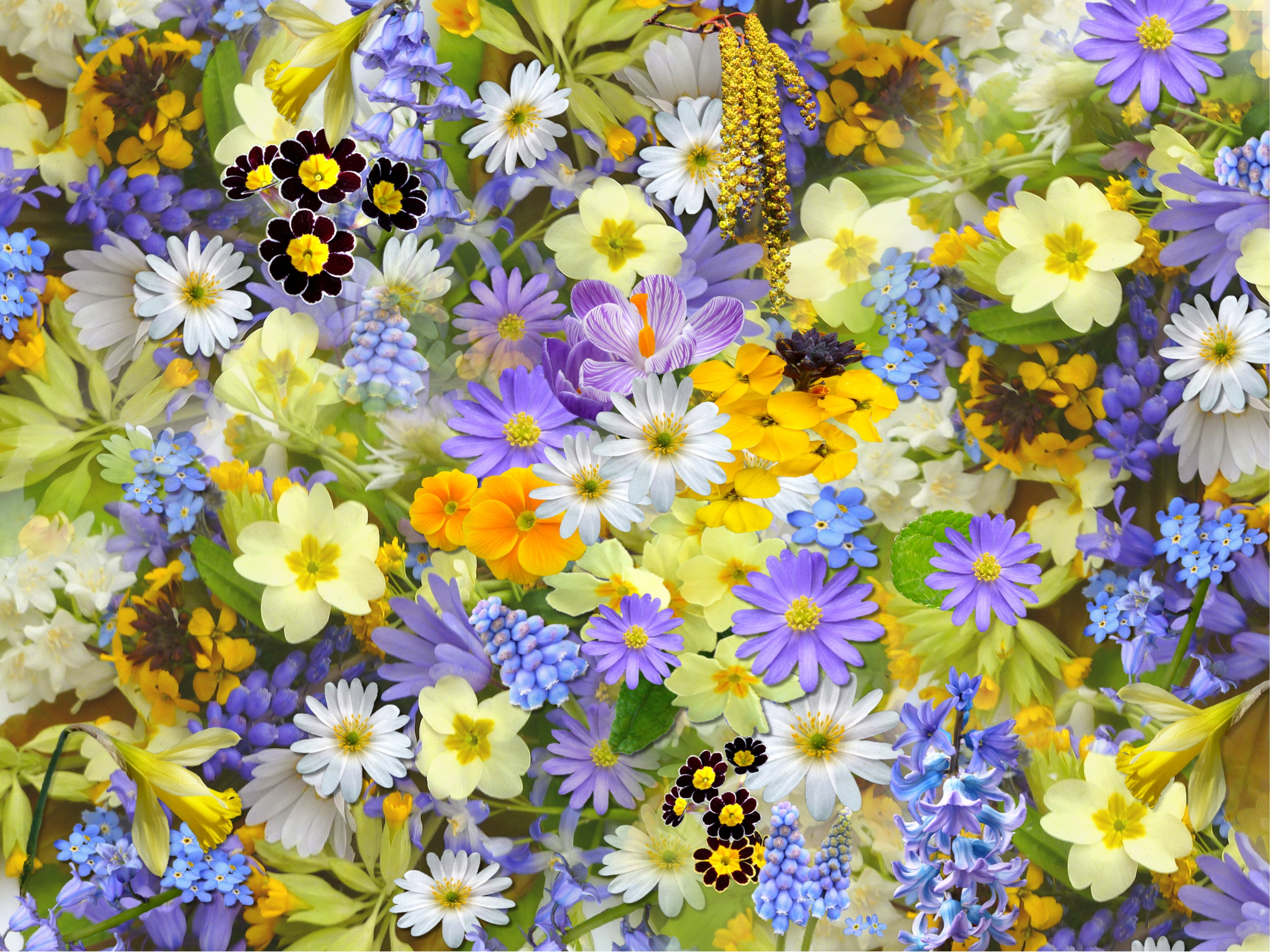 A bed of multicolored flowers