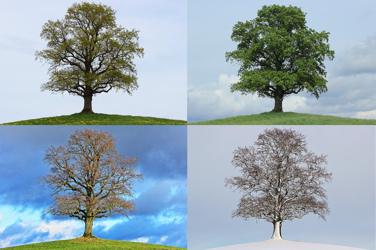 A collage of four images.  Each image is a photo of the same tree, taken at different times of the year.  The upper left image is Spring. The leaves are just starting to bud. The upper right image is Summer. The leaves are full and lush. The lower left image is Autumn. The leaves have changed color and are red, orange, and brown. The lower right image is Winter. The tree is bare and the branches and ground are covered with snow.