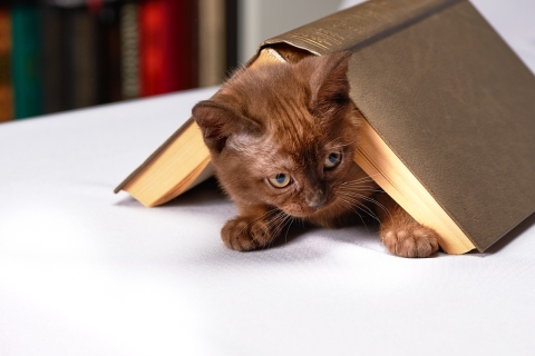 A kitten hiding under a book.