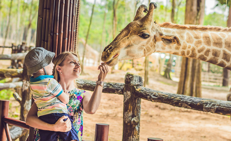 Mom and toddler son feeding a giraffe at a zoo